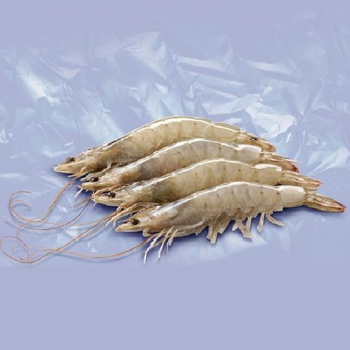 Llagostí Vannamei 30/40 pces/kg