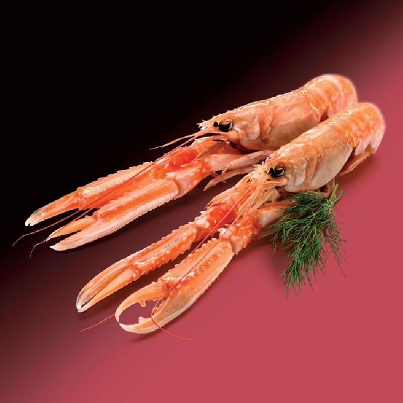Cigala-super-gigante-Premium
