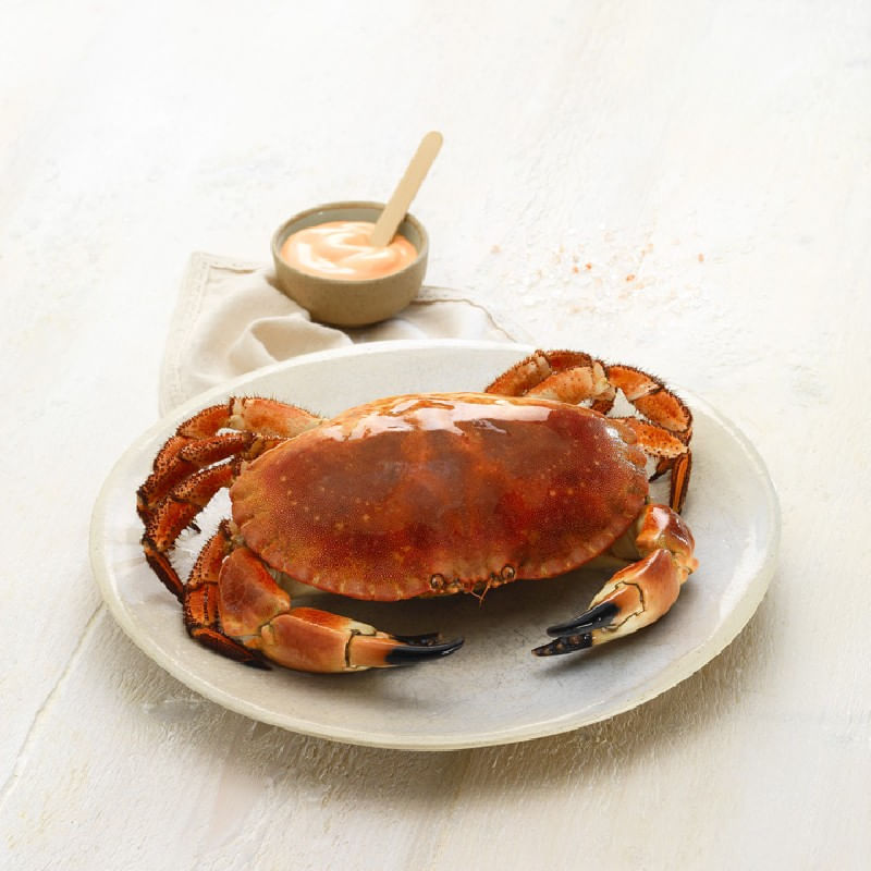 Buey-de-mar-cocido