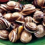Caracol-Bover