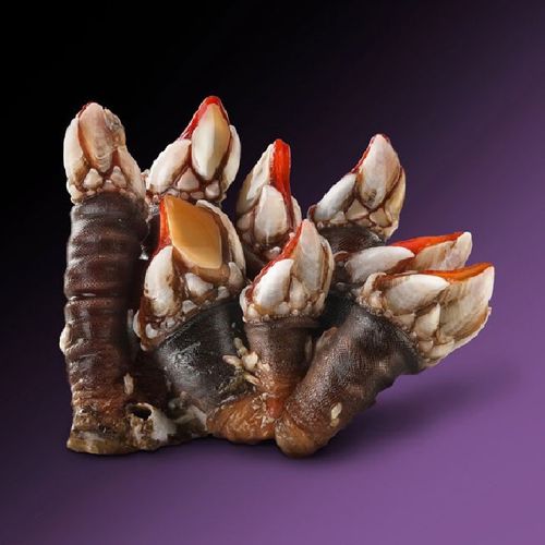 Percebe gallec Premium