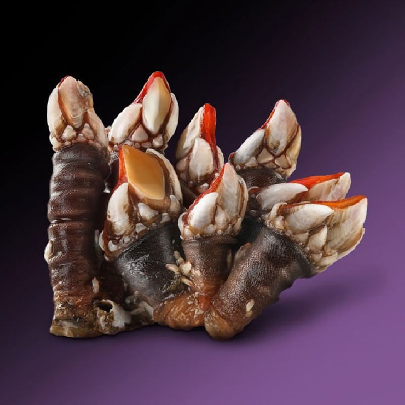 Percebe-gallego-crudo-Premium