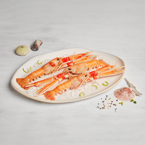 Cigala Supergigante Premium