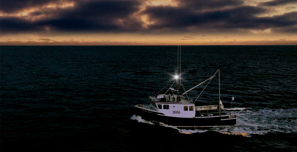 proceso de captura del bogavante