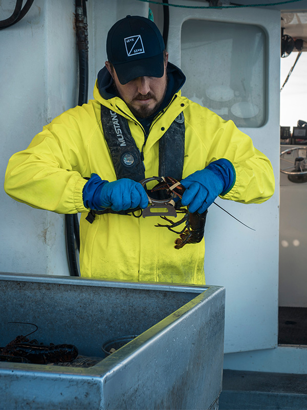 Captura del bogavante